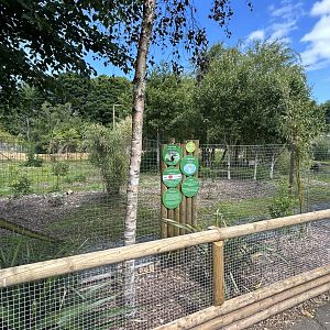 New Bush Dog Enclosure