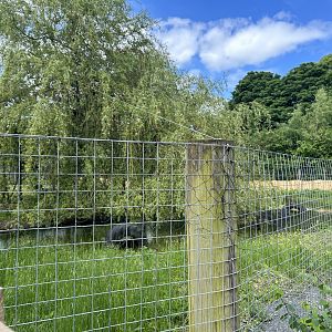 New Bush Dog Enclosure