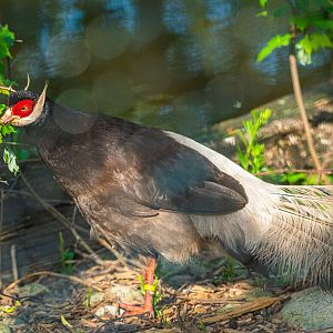 Brown Eared Pheasant