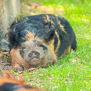 Kunekune Pig