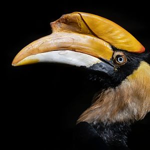 Great hornbill (Buceros bicornis)