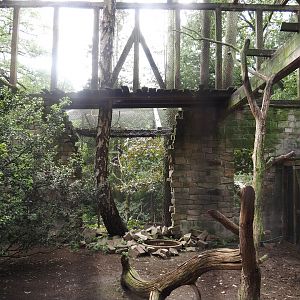 Uhu-Burg - Western Eurasian griffon vulture, 2024-05-21