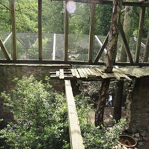 Uhu-Burg - Western Eurasian griffon vulture, 2024-05-21