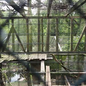 Uhu-Burg - Western Eurasian griffon vulture, 2024-05-21