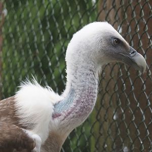 Western Eurasian griffon vulture (Gyps fulvus fulvus), 2024-05-21