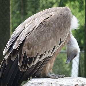 Western Eurasian griffon vulture (Gyps fulvus fulvus), 2024-05-23