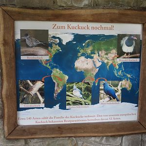 Sign about exotic cuckoo species, 2024-05-21