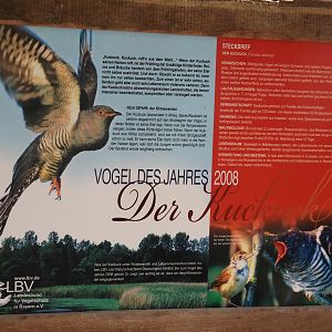 Sign about the conservation of the common cuckoo, 2024-05-21