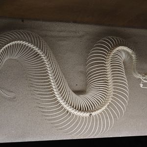 Puff adder skeleton, 2024-05-21