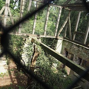 Uhu-Burg - Eurasian eagle-owl, Steppe eagle and Raven aviary, 2024-05-21