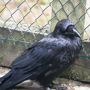 Common raven (Corvus corax corax), 2024-05-23