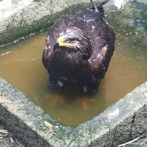 Steppe eagle (Aquila nipalensis), 2024-05-23