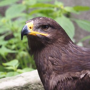 Steppe eagle (Aquila nipalensis), 2024-05-23