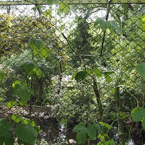 Uhu-Burg - First wetland aviary - African storks aviary, 2024-05-21