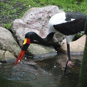 Saddle-billed stork (Ephippiorhynchus senegalensis), 2024-05-23