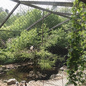 Uhu-Burg - Second African wetland aviary, 2024-05-21