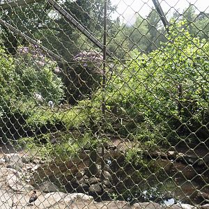 Uhu-Burg - Second African wetland aviary, 2024-05-21