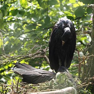 African openbill (Anastomus lamelligerus), 2024-05-21