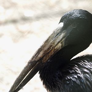 African openbill (Anastomus lamelligerus), 2024-05-21