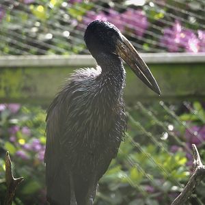 African openbill (Anastomus lamelligerus), 2024-05-23