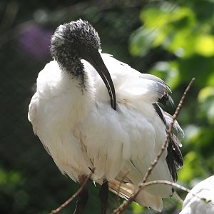 Madagascar sacred Ibis (Threskiornis bernieri), 2024-05-21