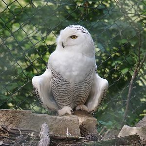 Snowy owl (Bubo scandiacus), 2024-05-21