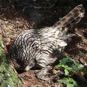 Ural owl sitting on egg (Strix uralensis), 2024-05-21
