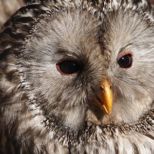 Ural owl (Strix uralensis), 2024-05-23