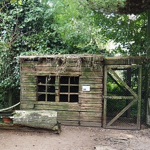 Uhu-Burg - Reeves' muntjac holding in walk-through aviary, 2024-05-21