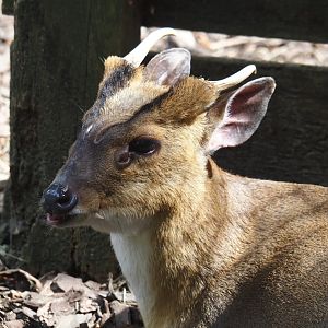 Reeves's muntjac (Muntiacus reevesi), 2024-05-21