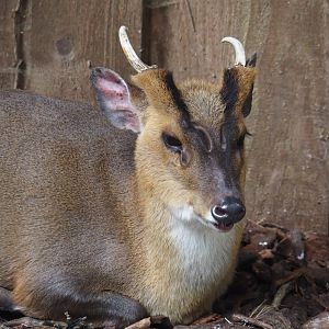 Reeves's muntjac (Muntiacus reevesi), 2024-05-23