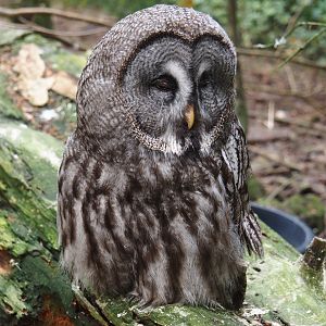 Eurasian Great grey owl (Strix nebulosa lapponica), 2024-05-21