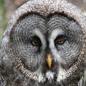 Eurasian Great grey owl (Strix nebulosa lapponica), 2024-05-23