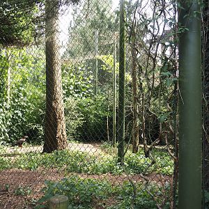 Uhu-Burg - Eurasian eagle-owl, Steppe eagle and Raven aviary seen from walk-through aviary, 2024-05-21