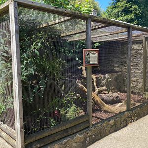 Red Jungle Fowl enclosure, CWP, UK