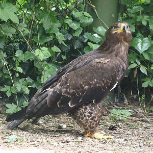 Steppe eagle (Aquila nipalensis), 2024-05-21