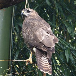 Common buzzard (Buteo buteo), 2024-05-21