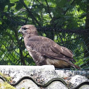 Common buzzard (Buteo buteo), 2024-05-23