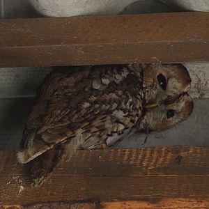 Eurasian tawny owl (Strix aluco), 2024-05-21