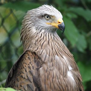 Common black kite (Milvus migrans migrans), 2024-05-21