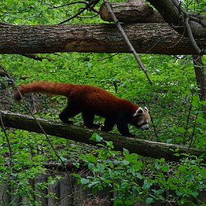 Red panda (Ailurus fulgens)