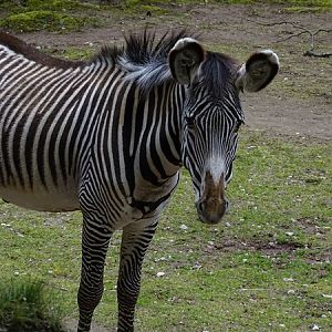 Grévy's zebra (Equus grevyi)