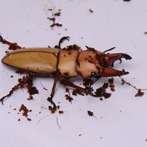 Brown stag beetle (Prosopocoilus occipitalis)
