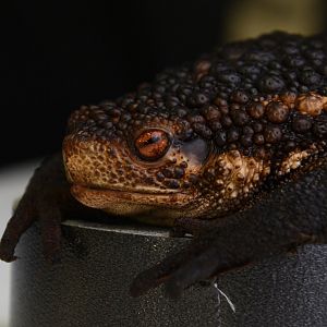 False toad (Pseudobufo subasper)
