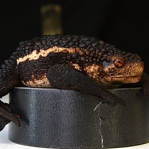 False toad (Pseudobufo subasper)