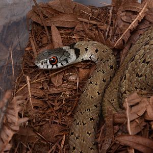 Iberian grass snake (Natrix astreptophora)
