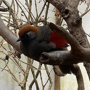 Gems of the Jungle - Red-tailed laughingthrush 240424