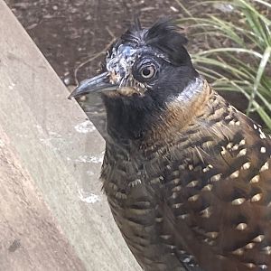 Gems of the Jungle - Spotted laughingthrush 240424