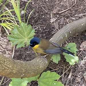 Gems of the Jungle - Blue-crowned laughingthrush 240424