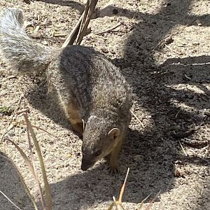 Northern Narrow-striped boky 240424